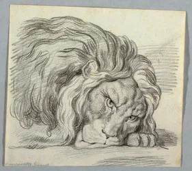 Disegno, Studio di un leone